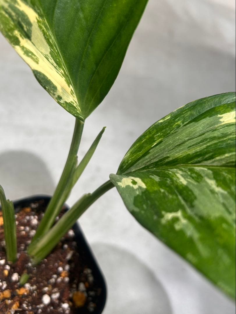 モンステラ　レクレリアナバリエガータ