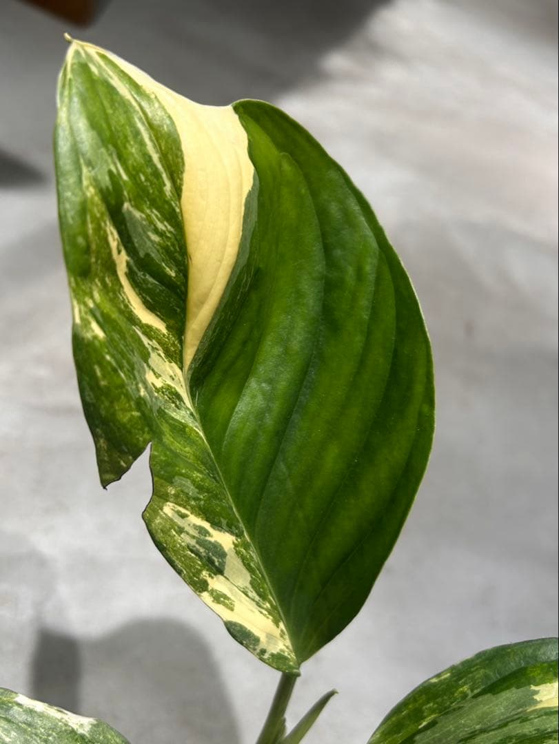 モンステラ　レクレリアナバリエガータ