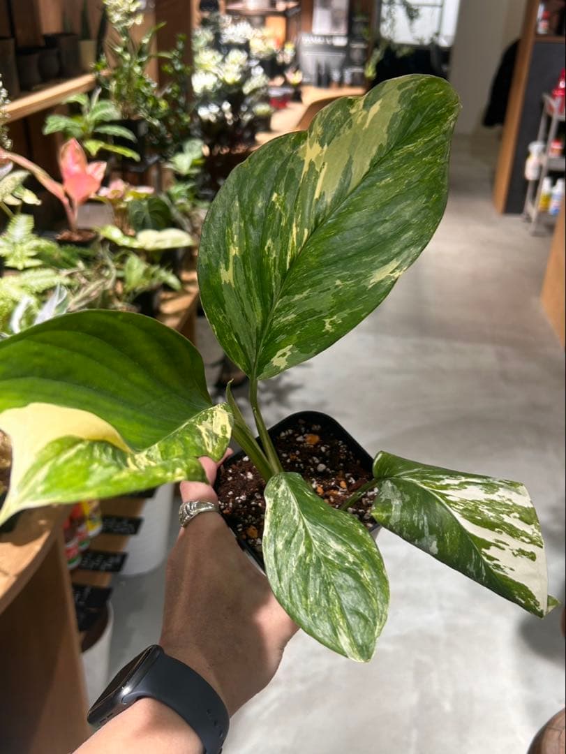 モンステラ　レクレリアナバリエガータ