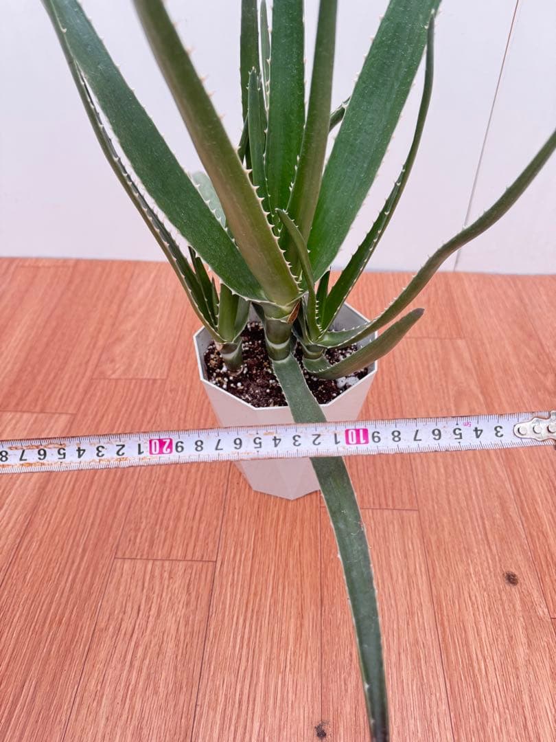 アロエ　メデューサ　5