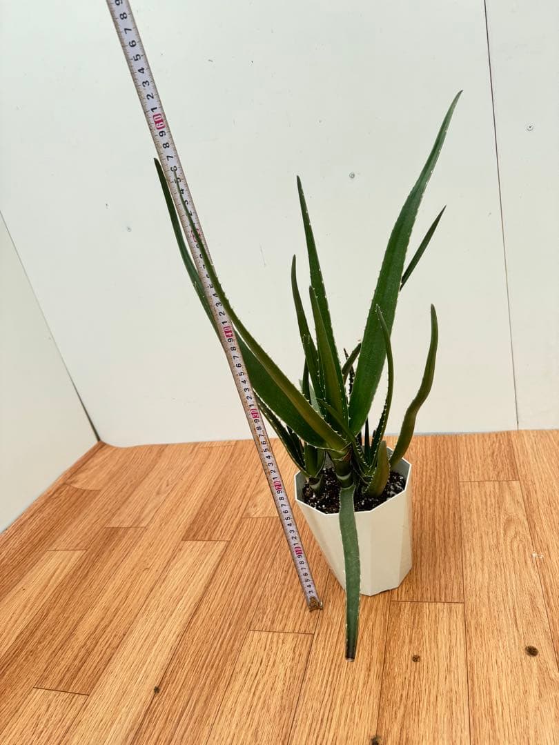 アロエ　メデューサ　5