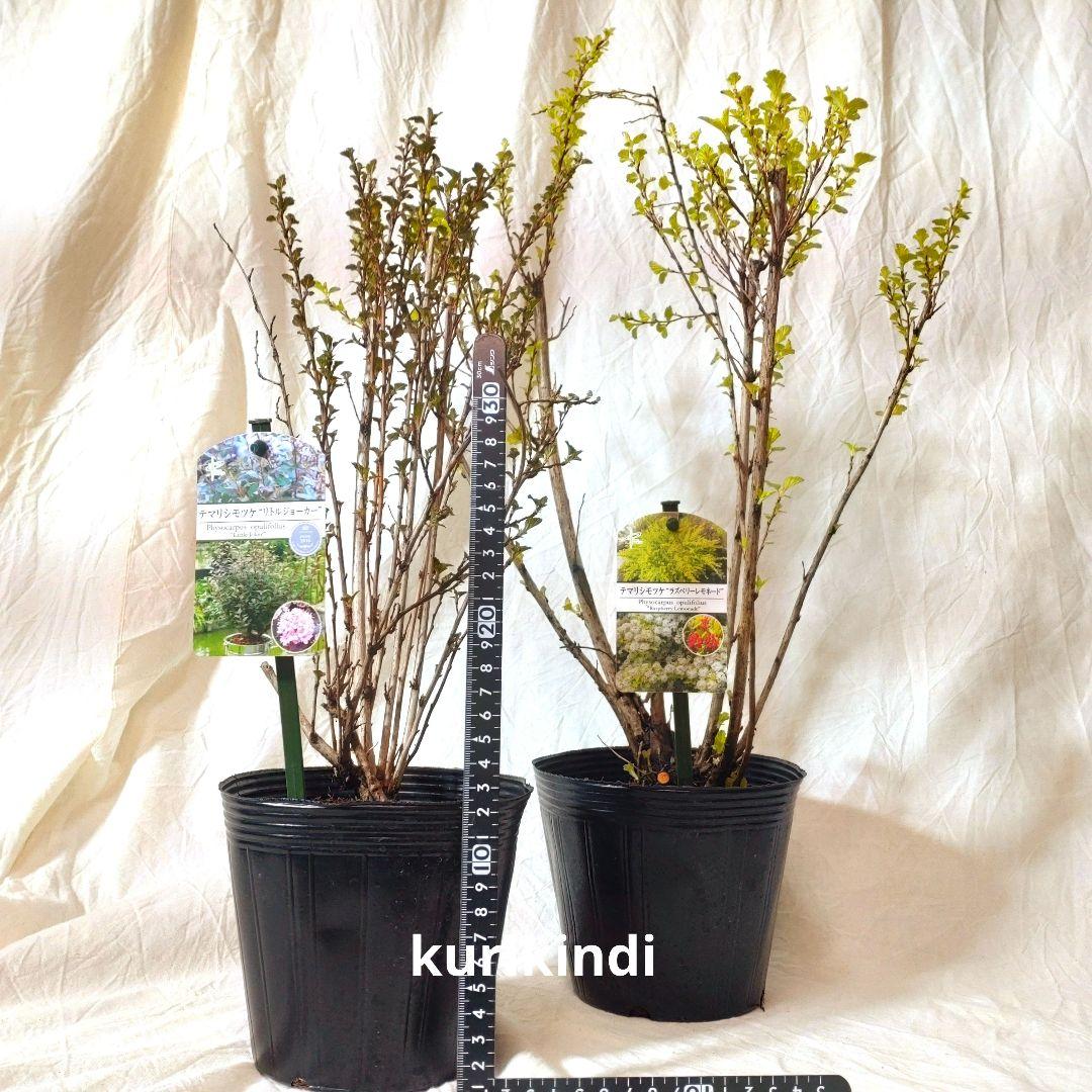 テマリシモツケ　２種類セット(cc31-12)