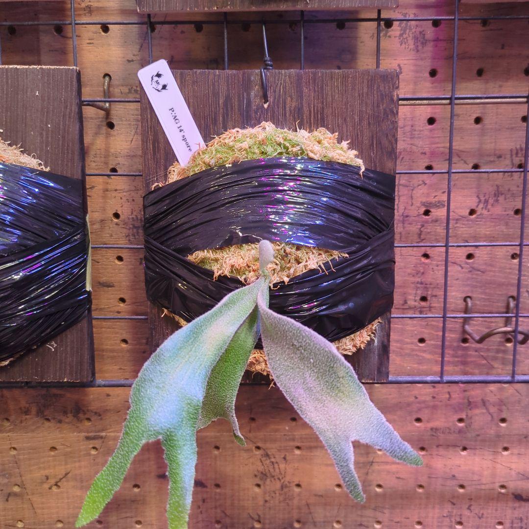 【1セット限定出品】板付け6株セット/ビカクシダ