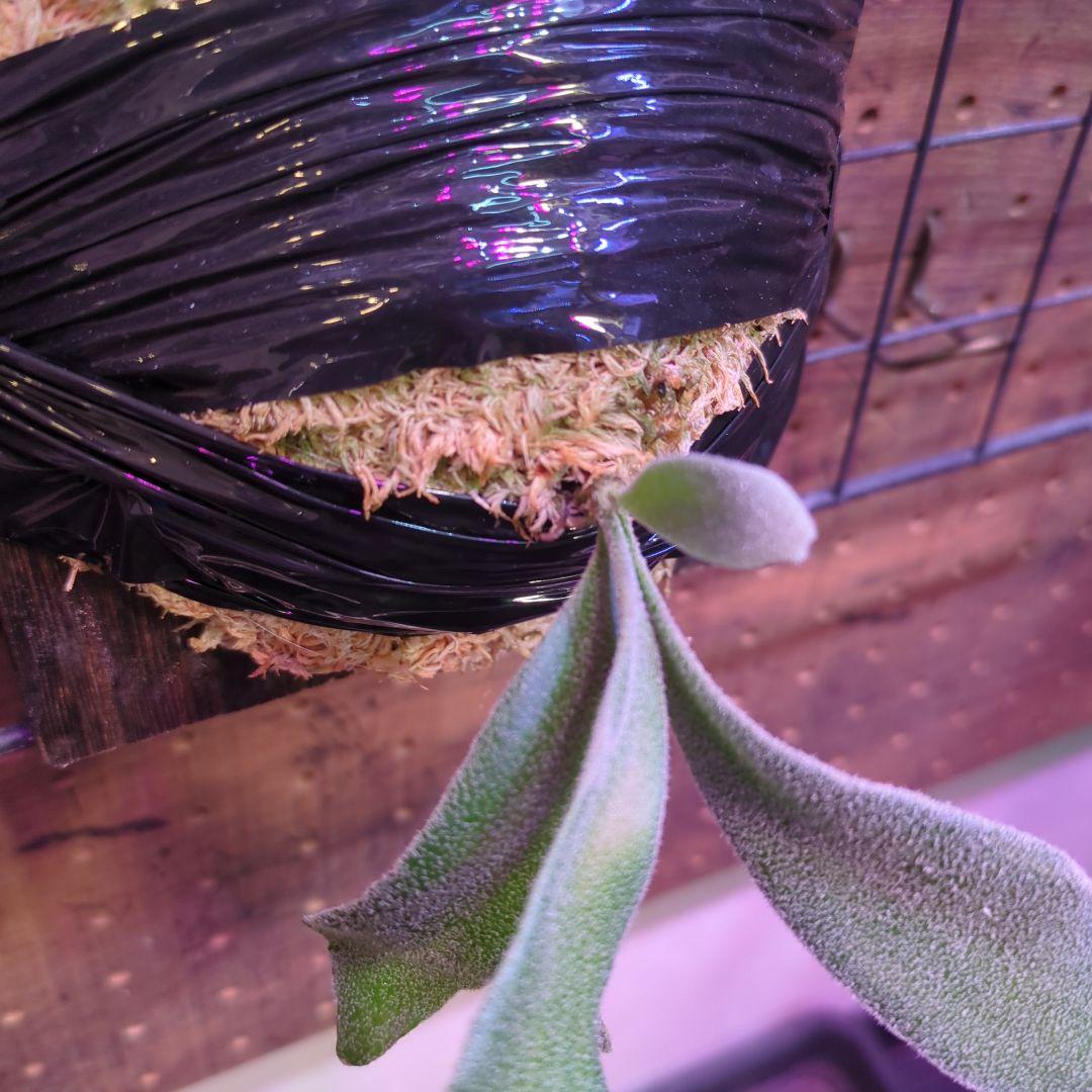 【1セット限定出品】板付け6株セット/ビカクシダ