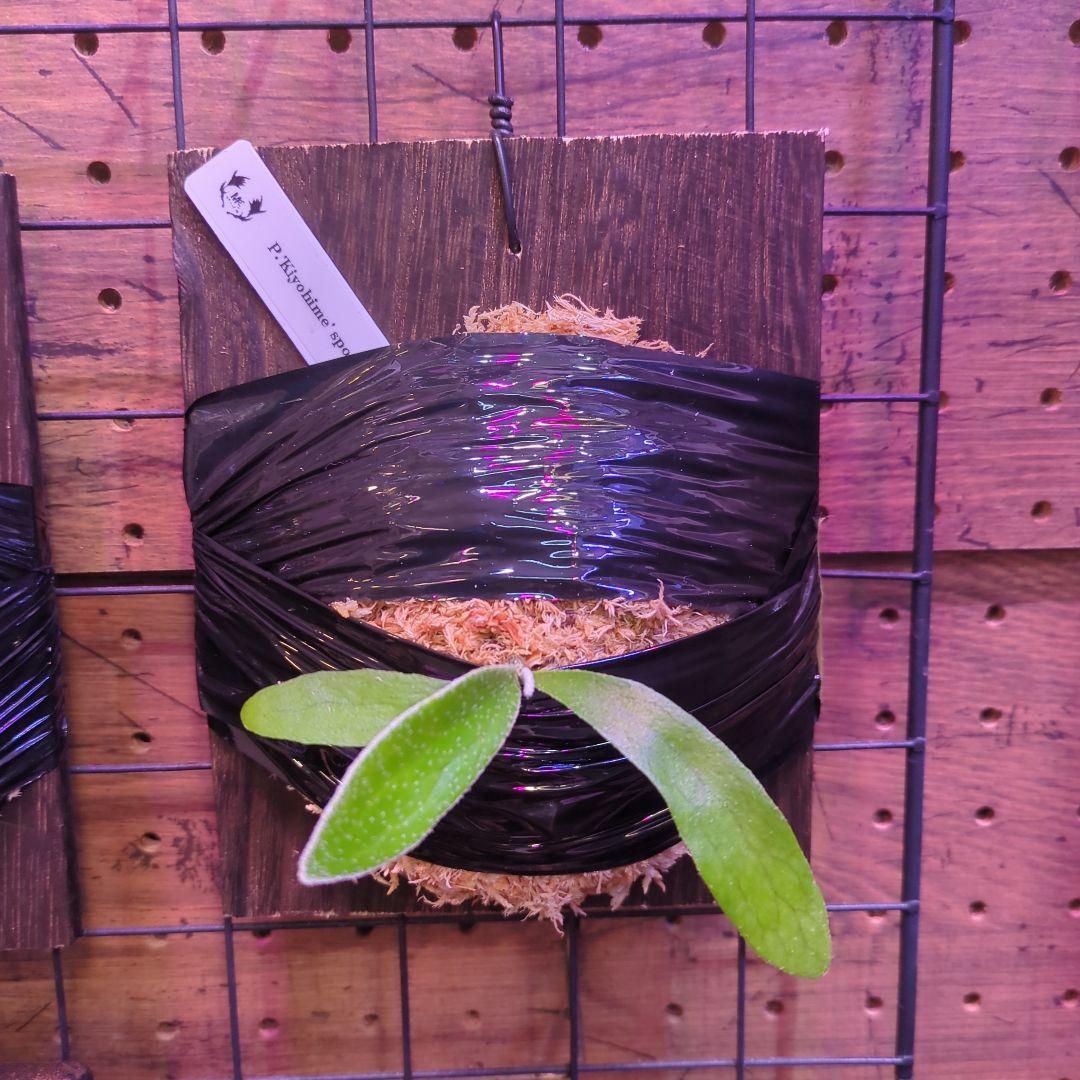 【1セット限定出品】板付け6株セット/ビカクシダ