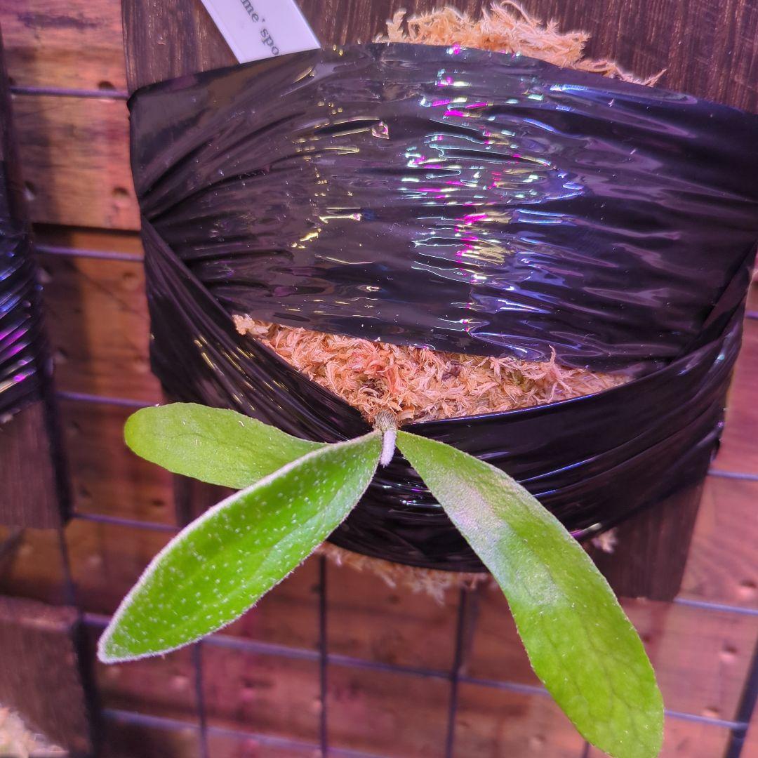 【1セット限定出品】板付け6株セット/ビカクシダ