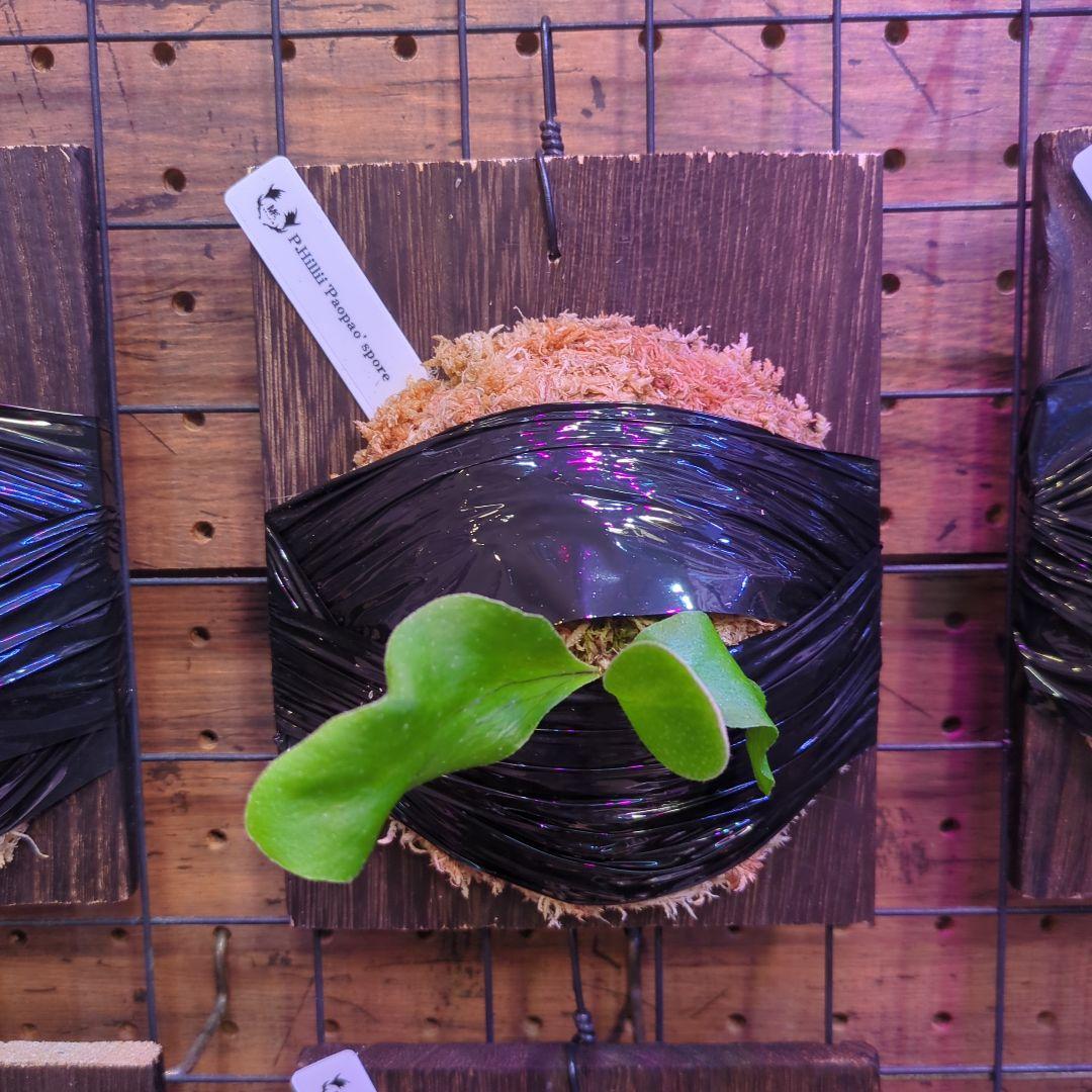 【1セット限定出品】板付け6株セット/ビカクシダ