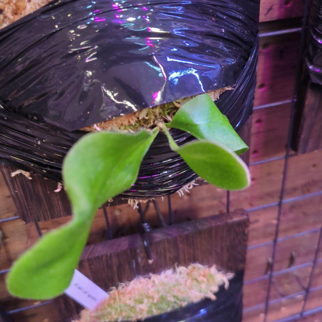 【1セット限定出品】板付け6株セット/ビカクシダ