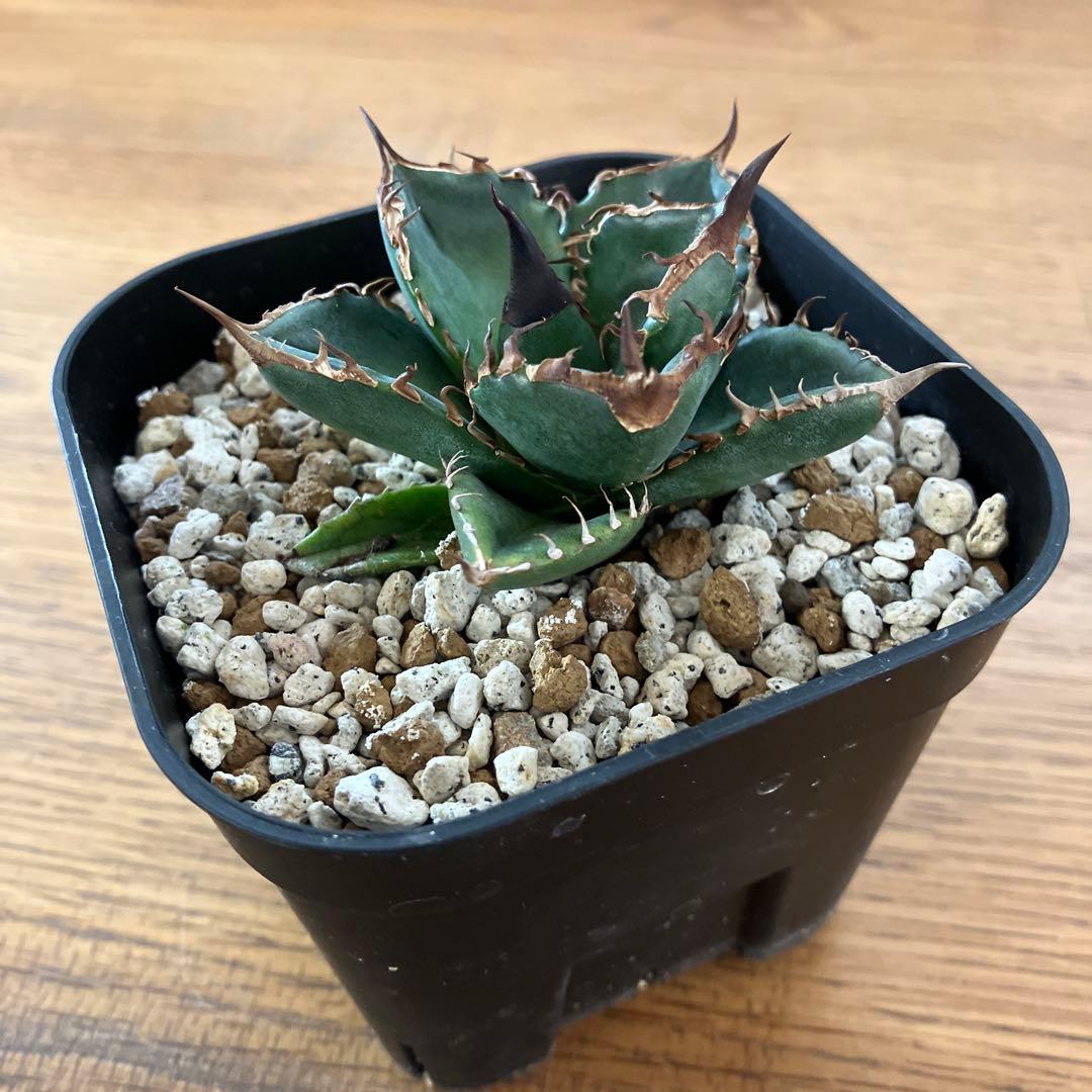 【クリスマスセール】⑩選抜　発根済み　太棘　黒棘　アガベ　緑犀牛　TC