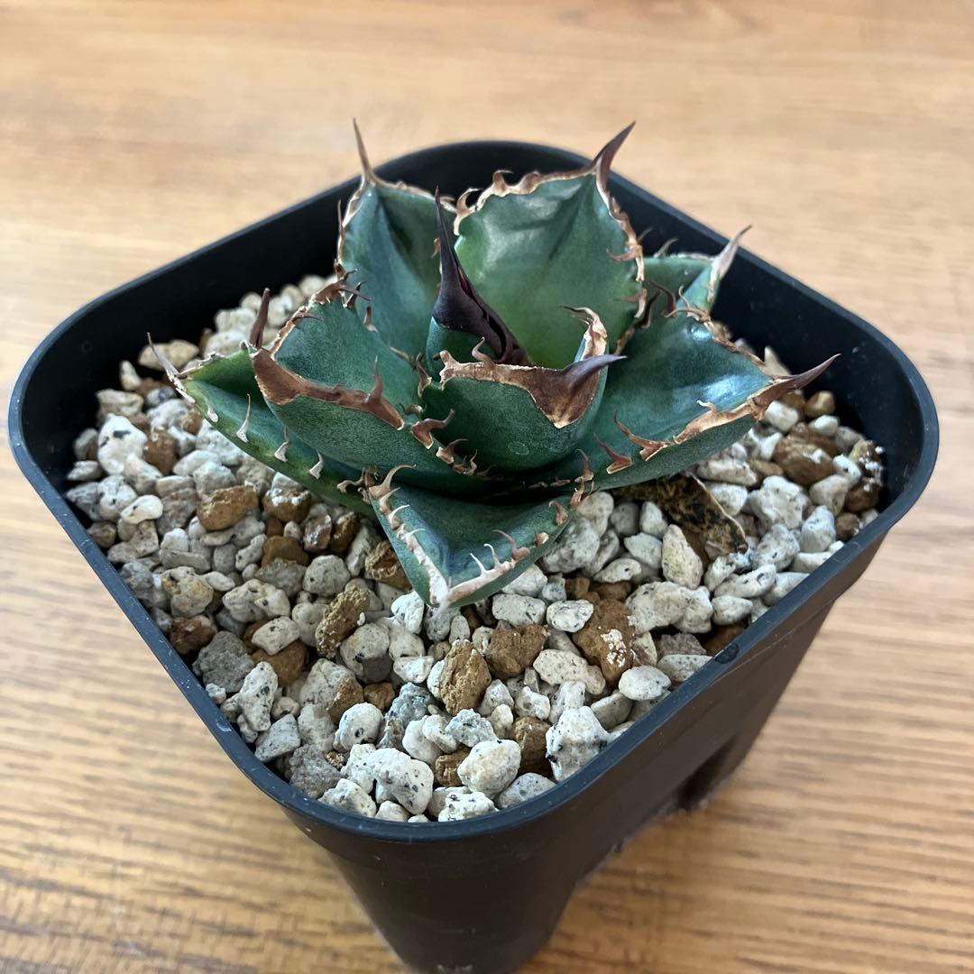 【クリスマスセール】⑩選抜　発根済み　太棘　黒棘　アガベ　緑犀牛　TC