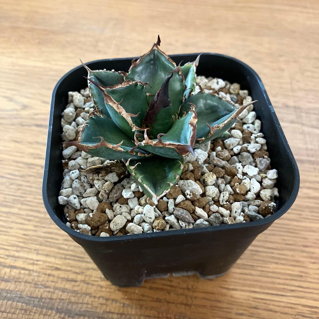 【クリスマスセール】⑩選抜　発根済み　太棘　黒棘　アガベ　緑犀牛　TC