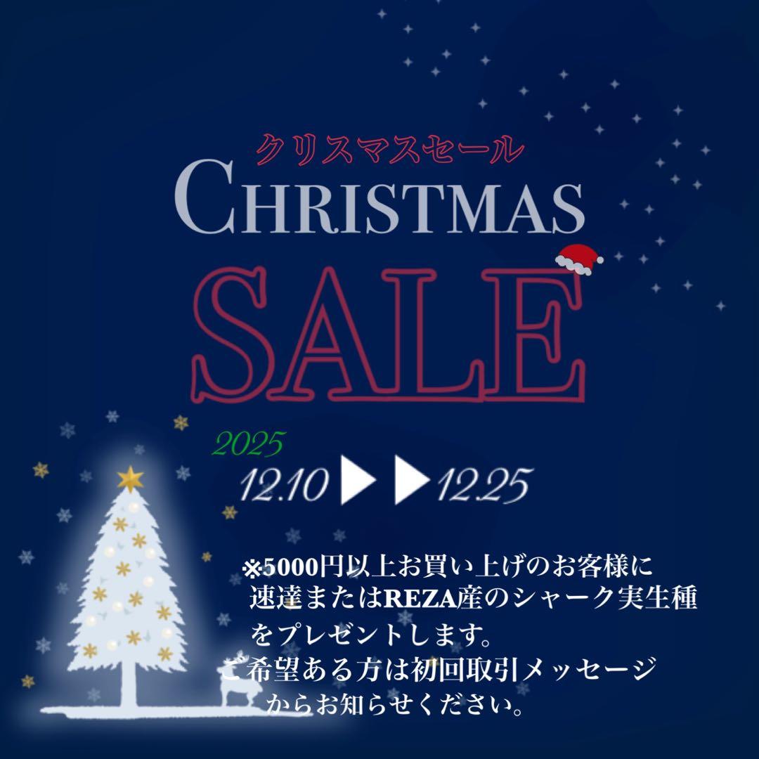 【クリスマスセール】⑩選抜　発根済み　太棘　黒棘　アガベ　緑犀牛　TC