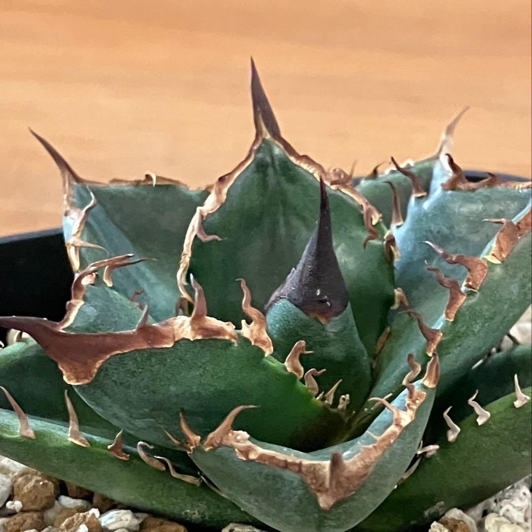 【クリスマスセール】⑩選抜　発根済み　太棘　黒棘　アガベ　緑犀牛　TC