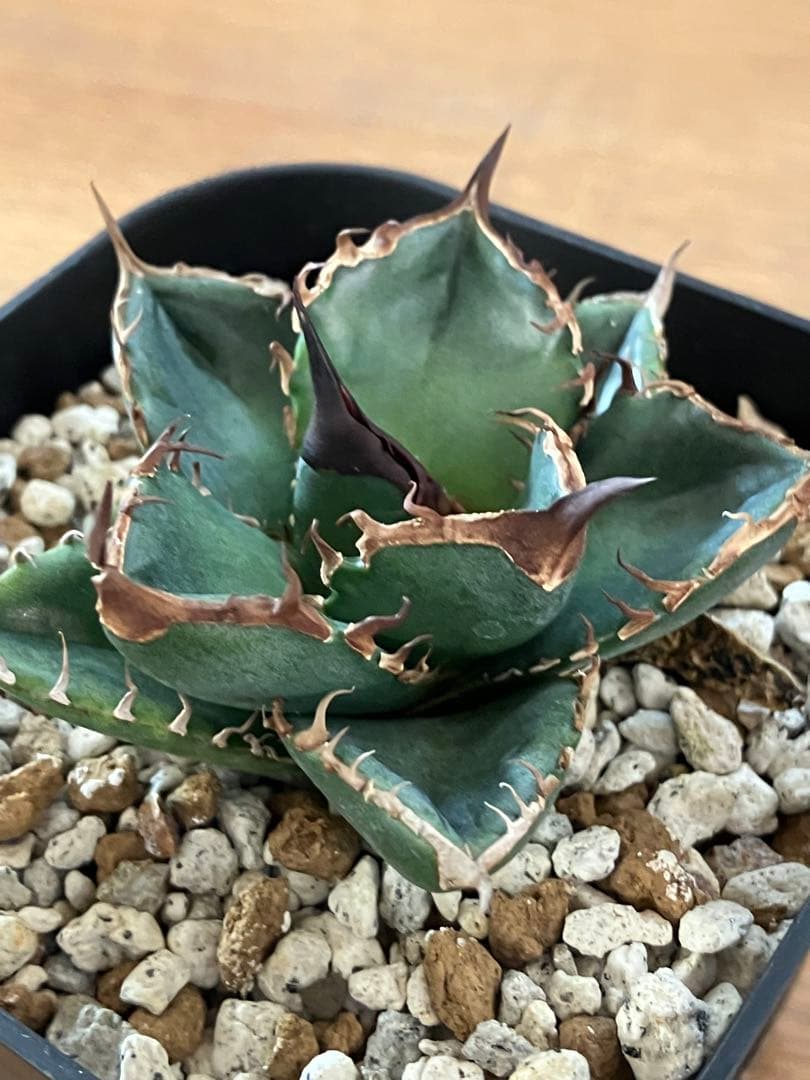 【クリスマスセール】⑩選抜　発根済み　太棘　黒棘　アガベ　緑犀牛　TC