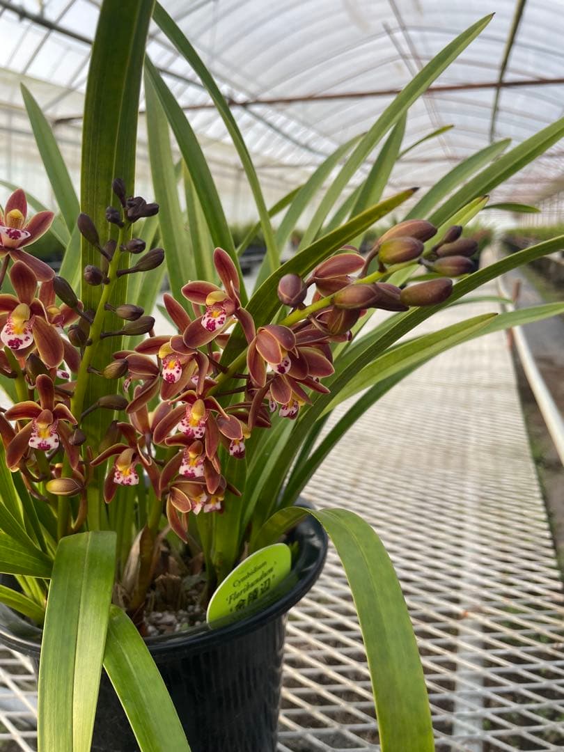 R8年キンリョウヘン花芽3本#41