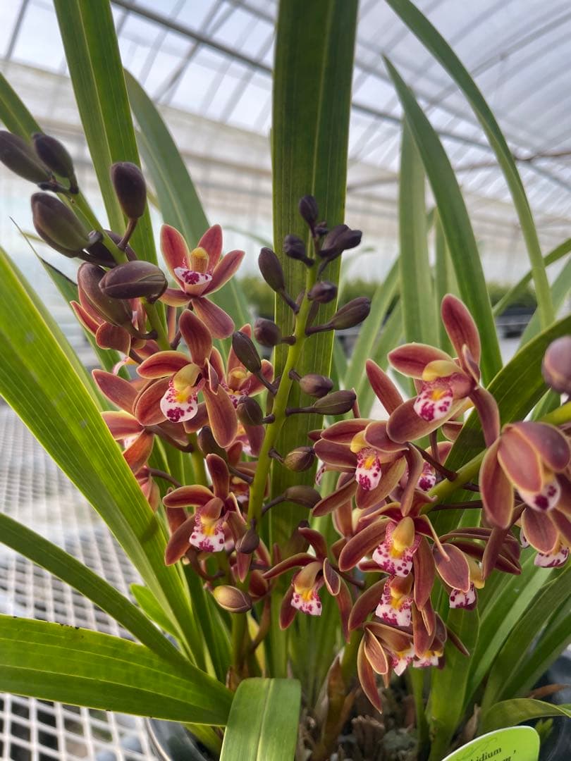 R8年キンリョウヘン花芽3本#41