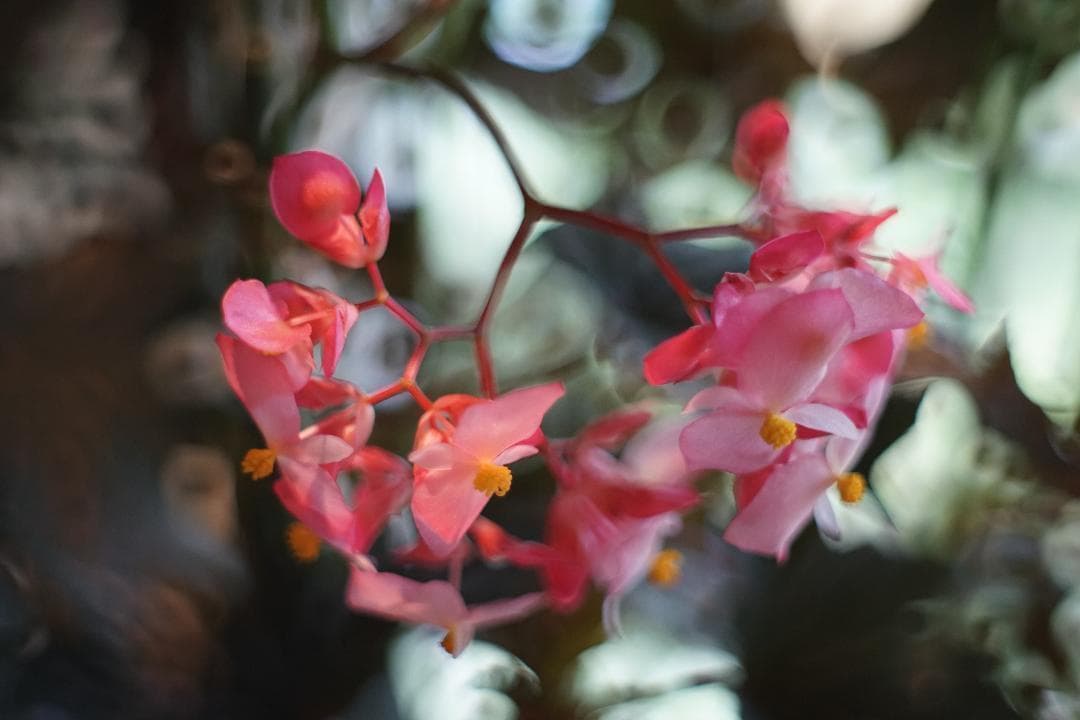 ◎宝石レンズ◎ PENTAX Super Takumar 55mm F1.8