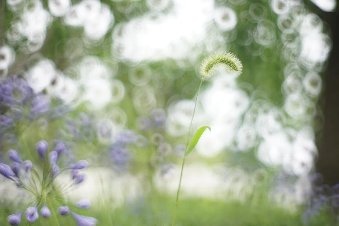 ◎宝石レンズ◎ PENTAX Super Takumar 55mm F1.8