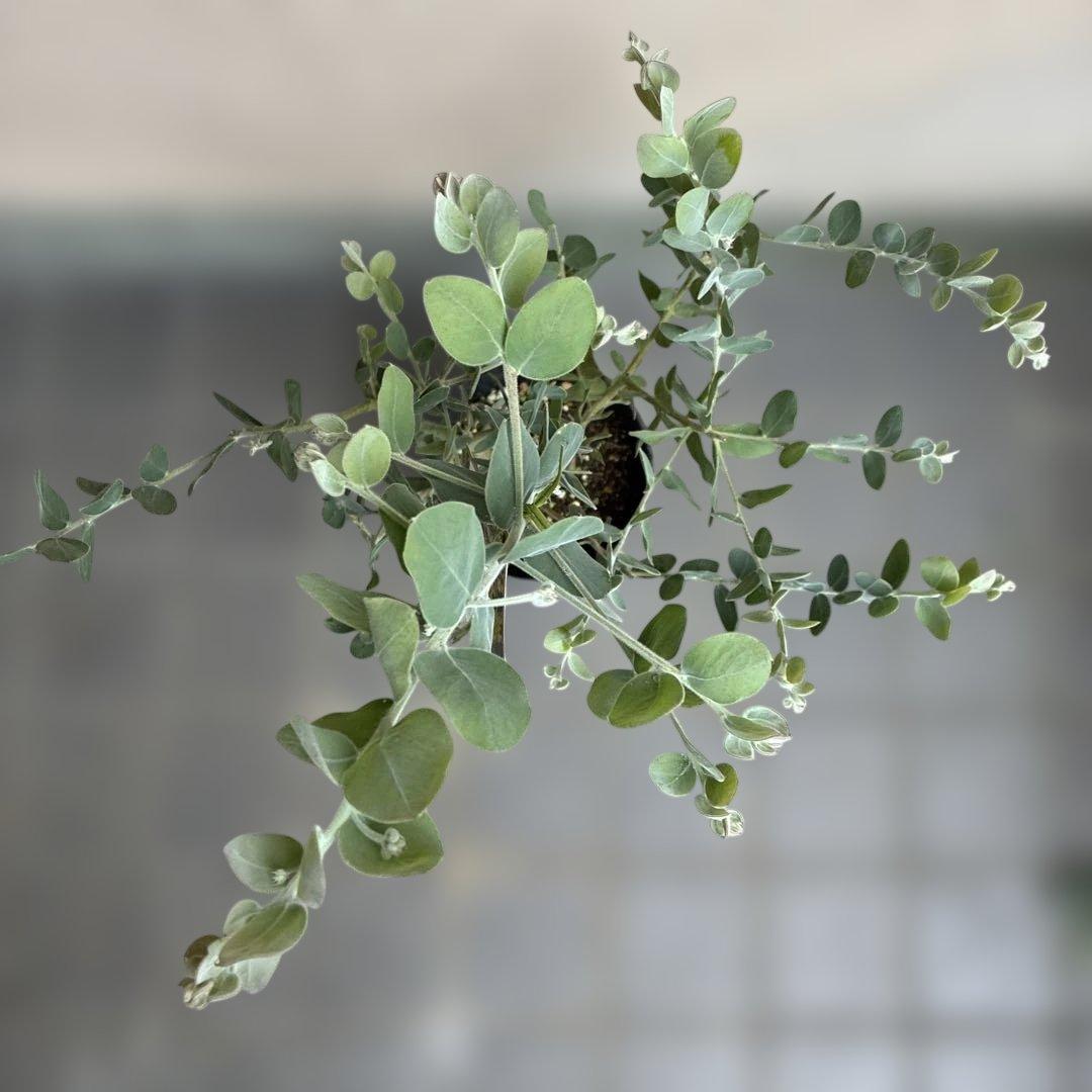 パールアカシア（真珠葉ミモザ）　正規仕入れ品　新苗4