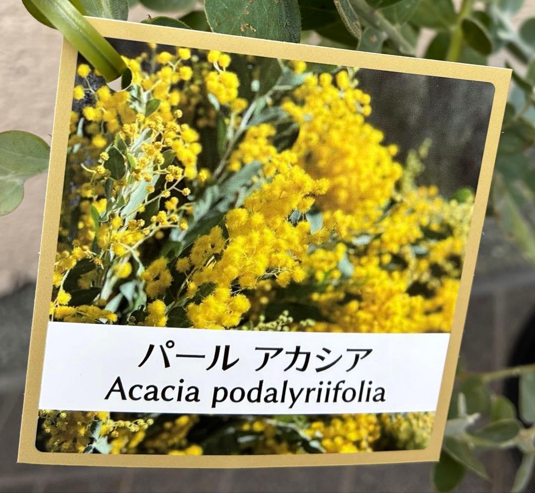 パールアカシア（真珠葉ミモザ）　正規仕入れ品　新苗4