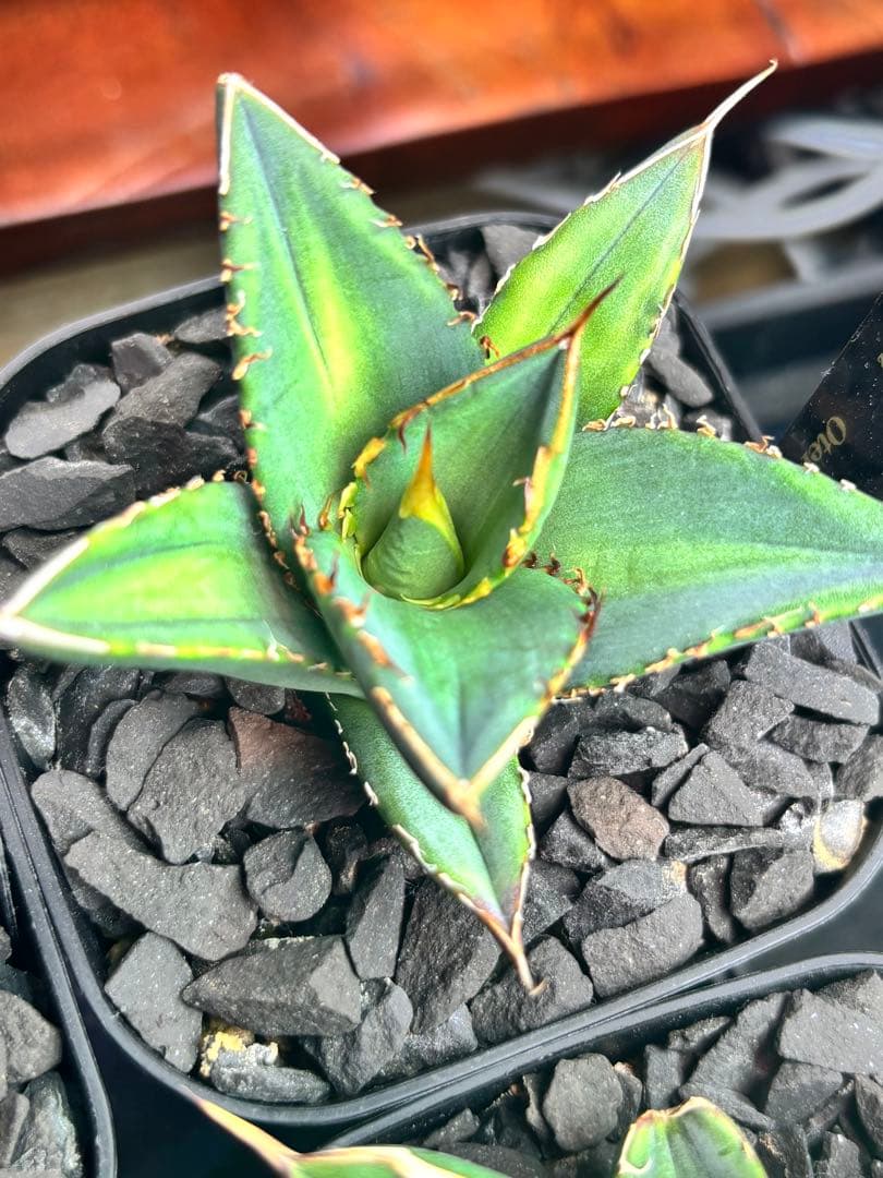 アガベ オテロイ 実生 陽炎 バンド トップ 選抜 初出し 子株