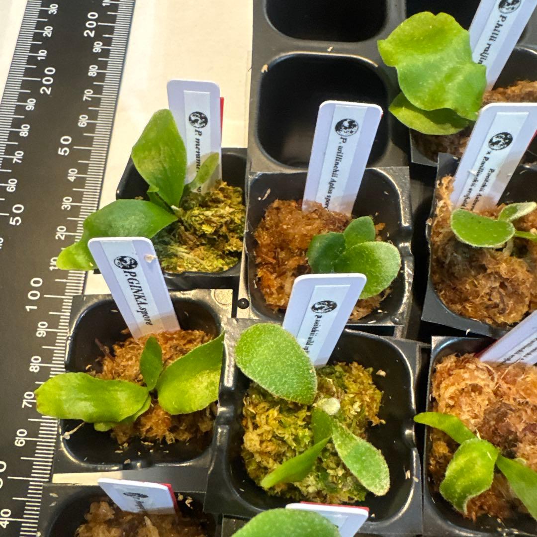 ビカクシダセット17株 エルサoc、ウィリンキーaplus、ccsなど