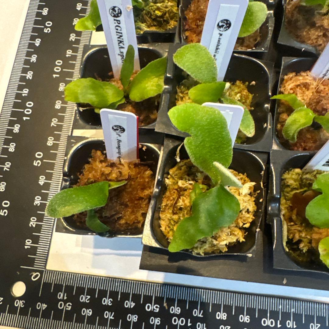 ビカクシダセット17株 エルサoc、ウィリンキーaplus、ccsなど