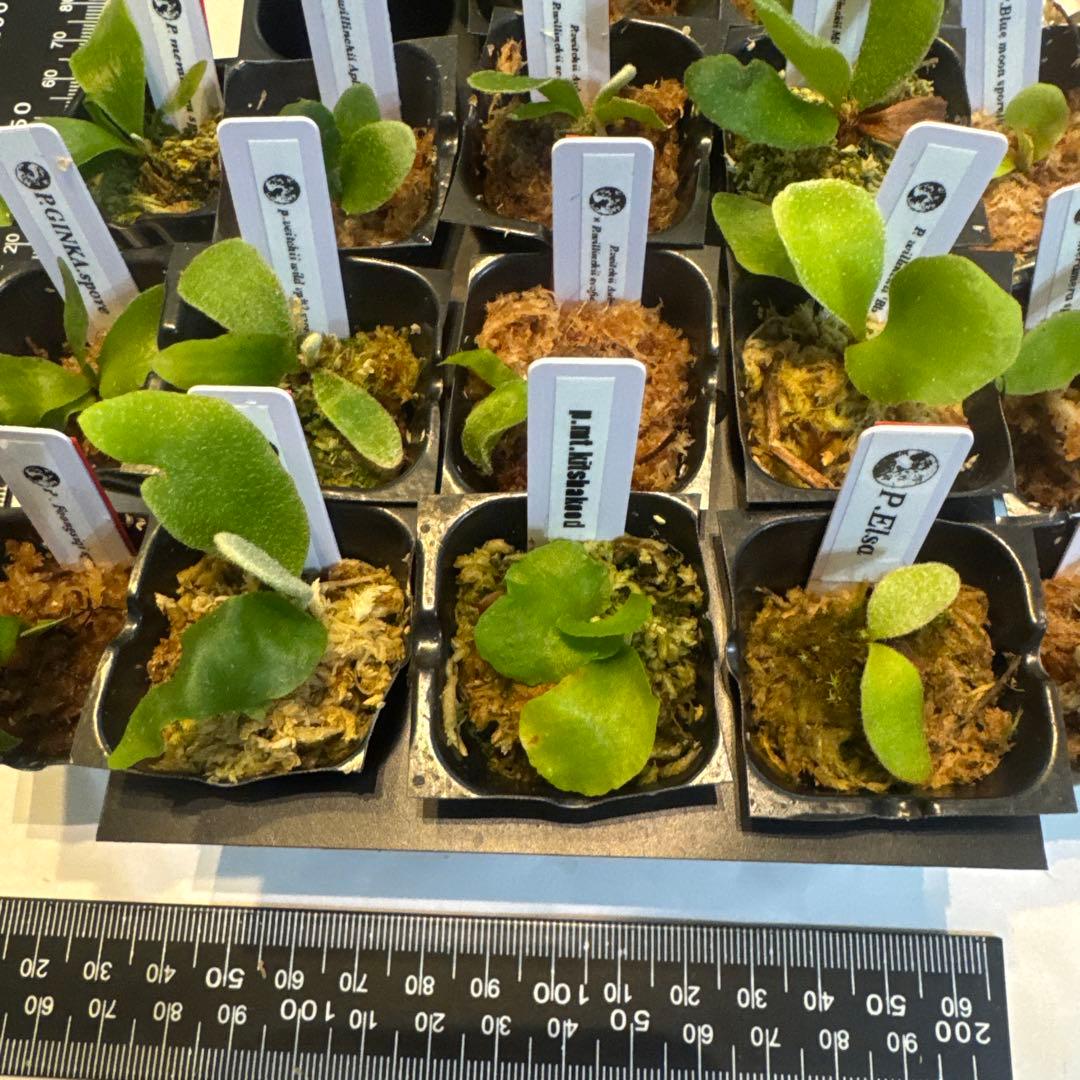 ビカクシダセット17株 エルサoc、ウィリンキーaplus、ccsなど