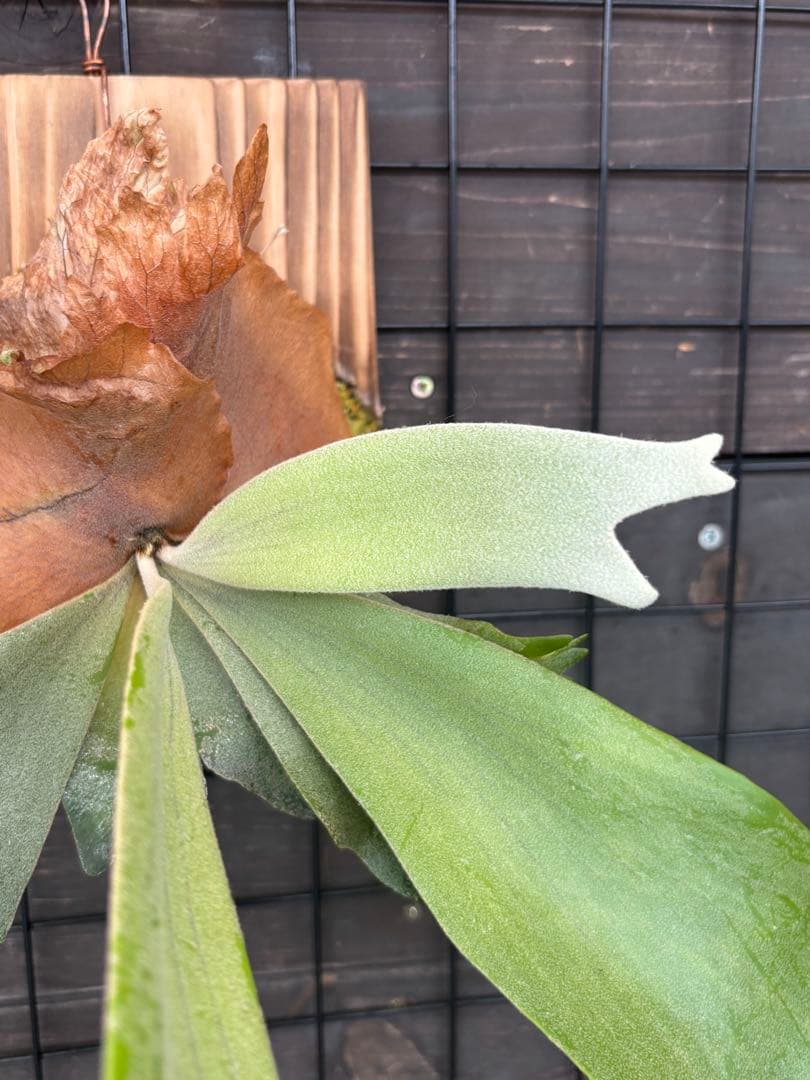 [現品・中株]イエロームーン　willinckii 'Yellow Moon'