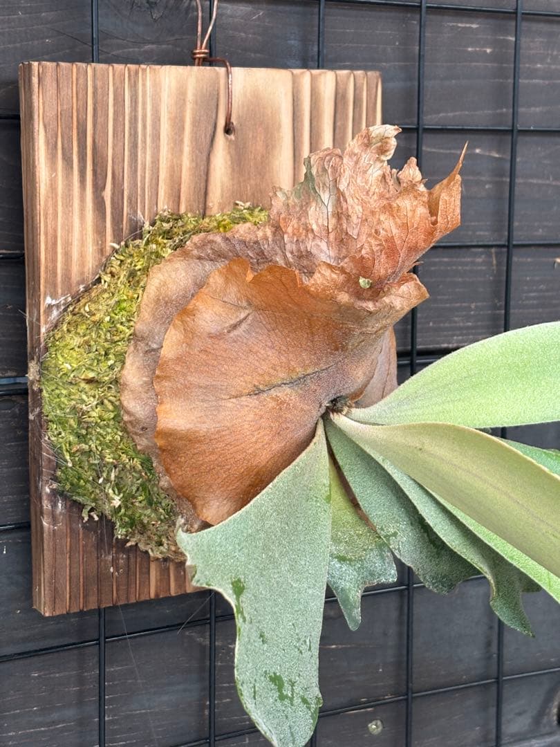 [現品・中株]イエロームーン　willinckii 'Yellow Moon'