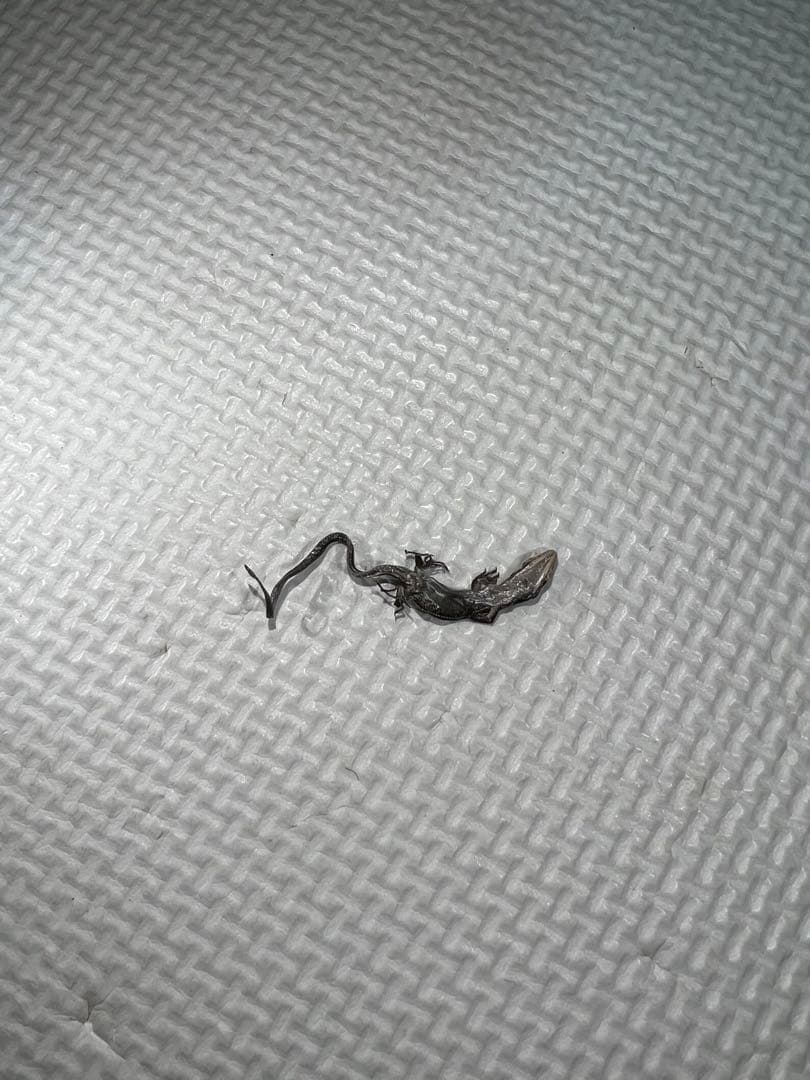 ヤモリ　干物　千と千尋