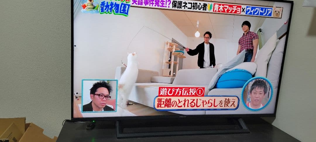 「syu.1029」4K液晶テレビ NEOエンジン搭載 43E6800