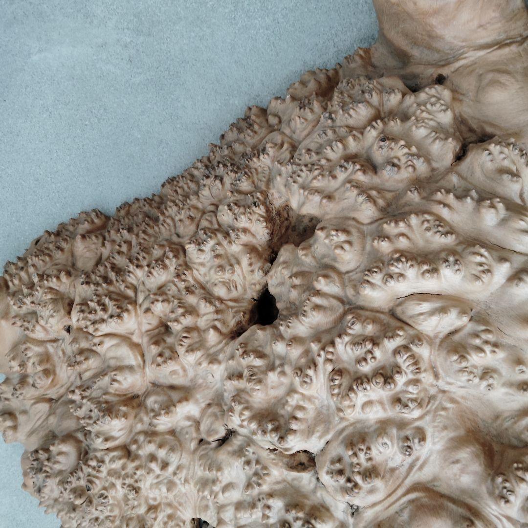 瘤杢オブジェ 亀型 花台 置台 花瓶台 盆栽台 飾り台 アンティーク 侘び寂び