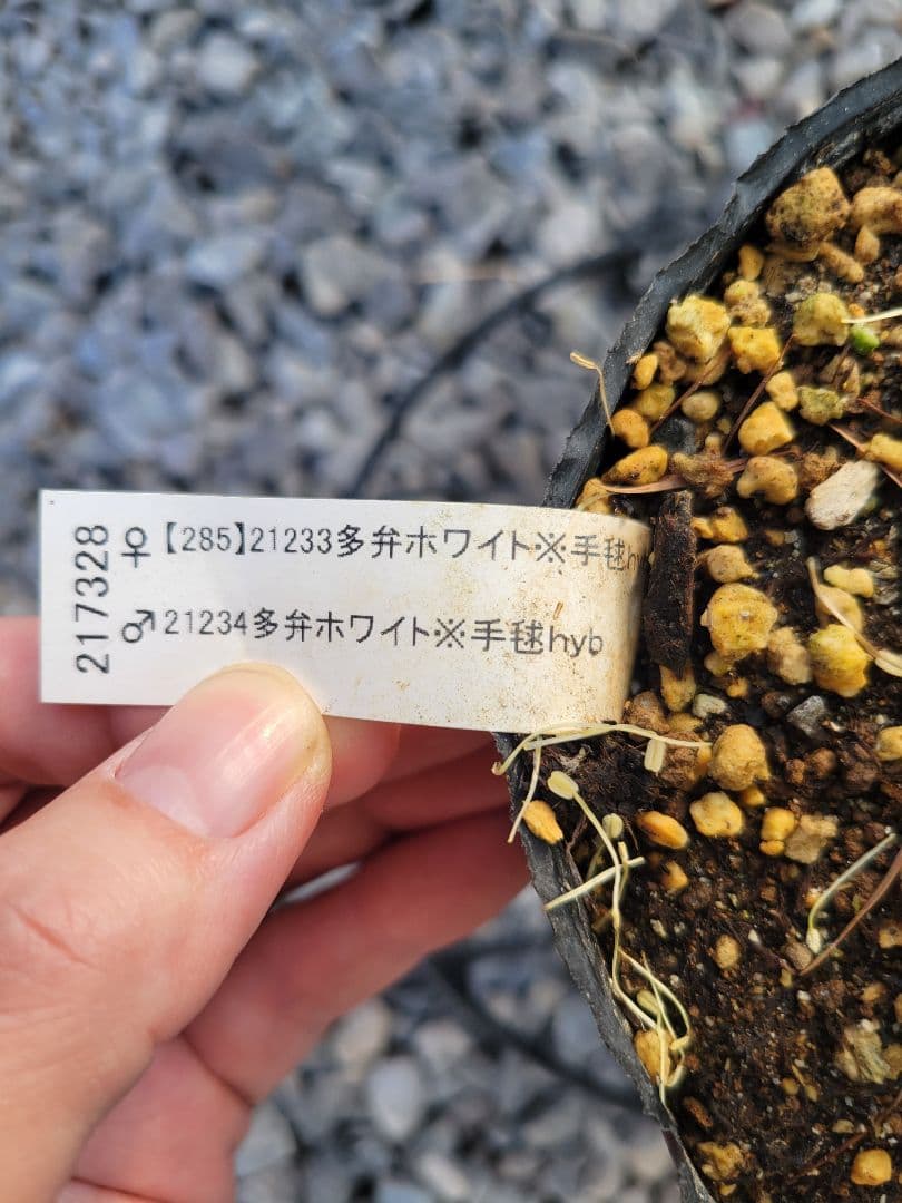 クリスマスローズ　加藤農園