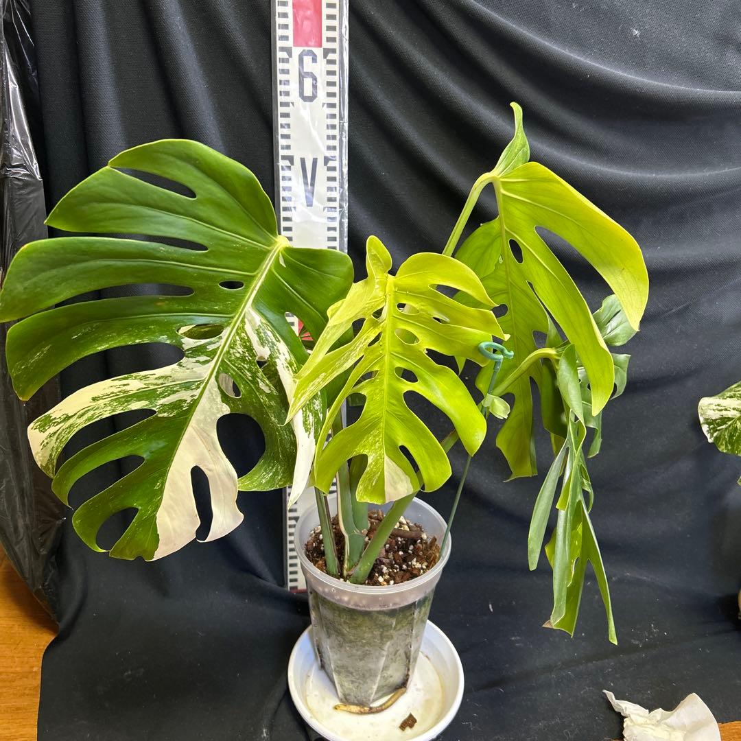 大葉っぱモンステラボルシギアナホワイトタイガー