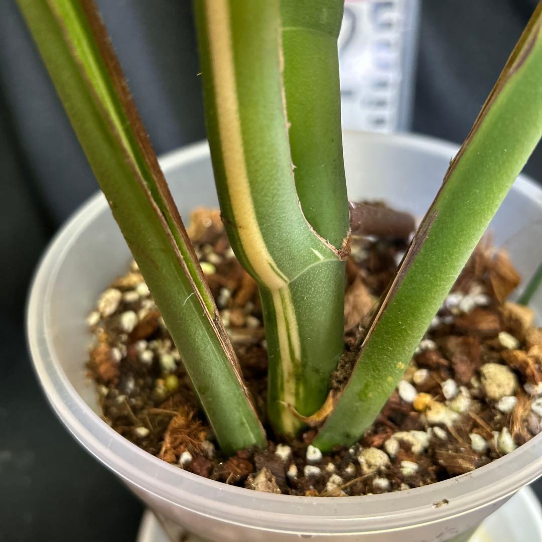 大葉っぱモンステラボルシギアナホワイトタイガー