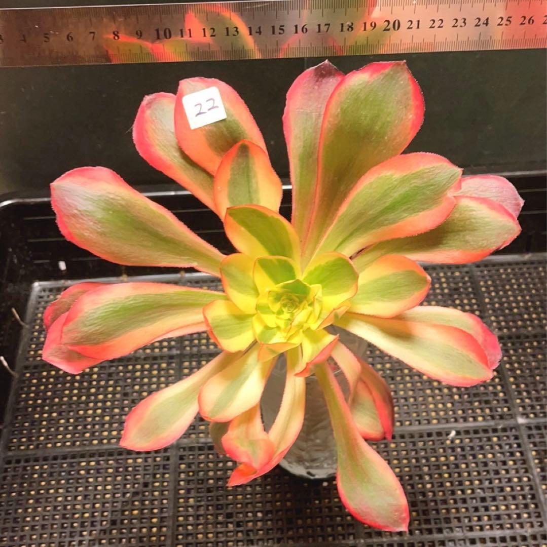 22 #多肉植物アエオニウム錦❤️紅魔女❤️1頭21cm拔き苗