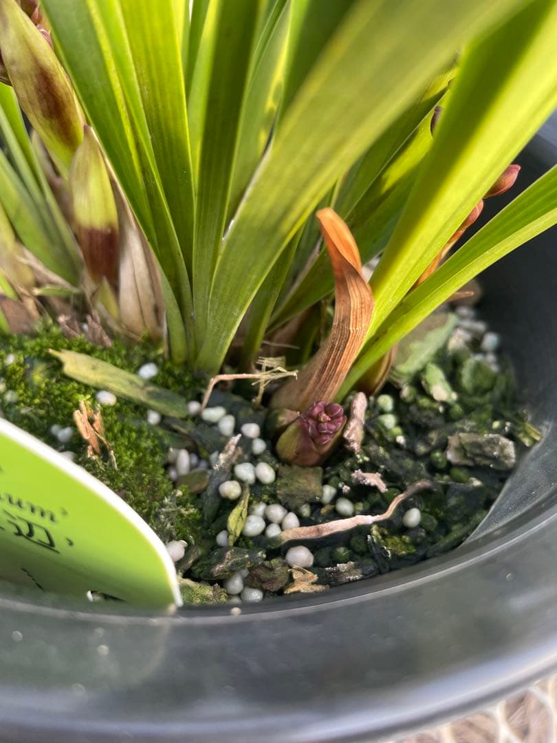 R8年キンリョウヘン花芽6本#5