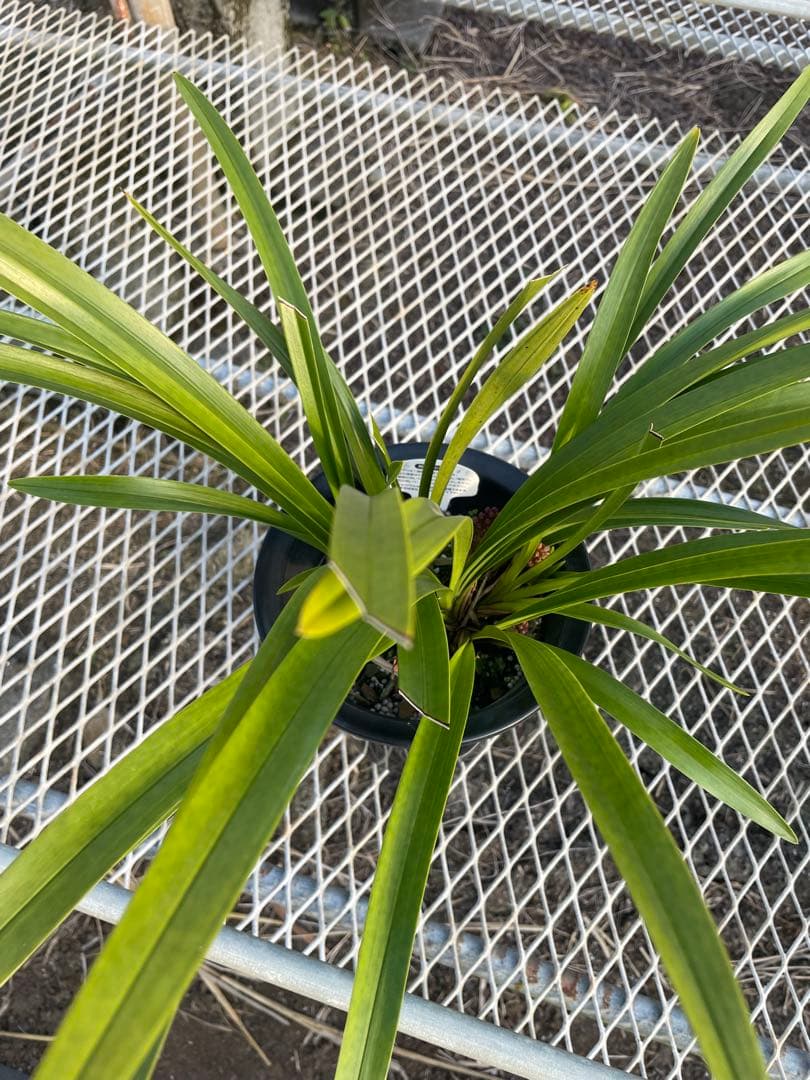 R8年キンリョウヘン花芽6本#5