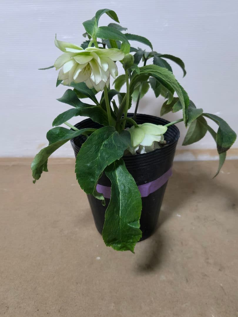 ☆クリスマスローズ☆ダブル　グリーンリップ☆5号鉢☆