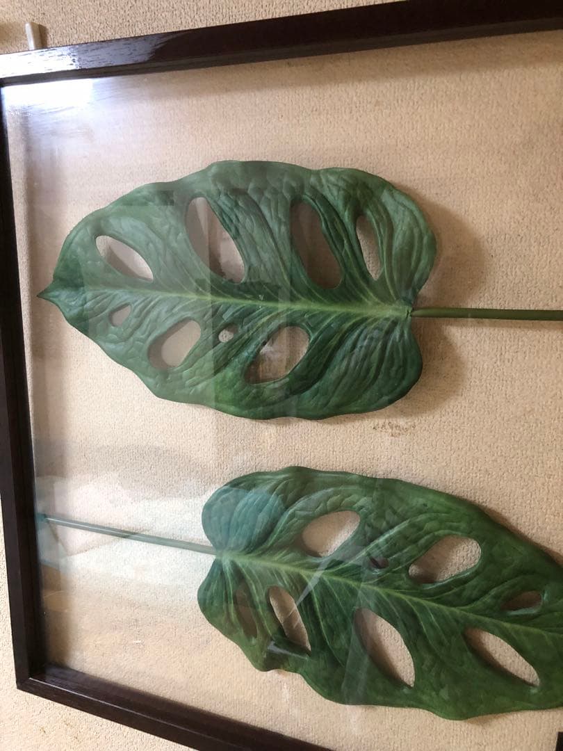 パネル　モンステラ Friedrichsthalii 特大62cm角
