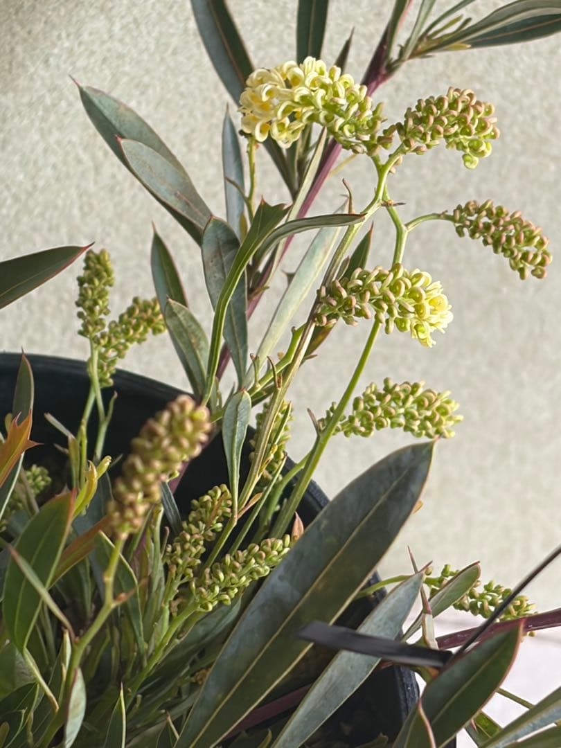 グレビレア大苗【シナフィー　シナフェア】オージープランツ　ネイティブプランツ