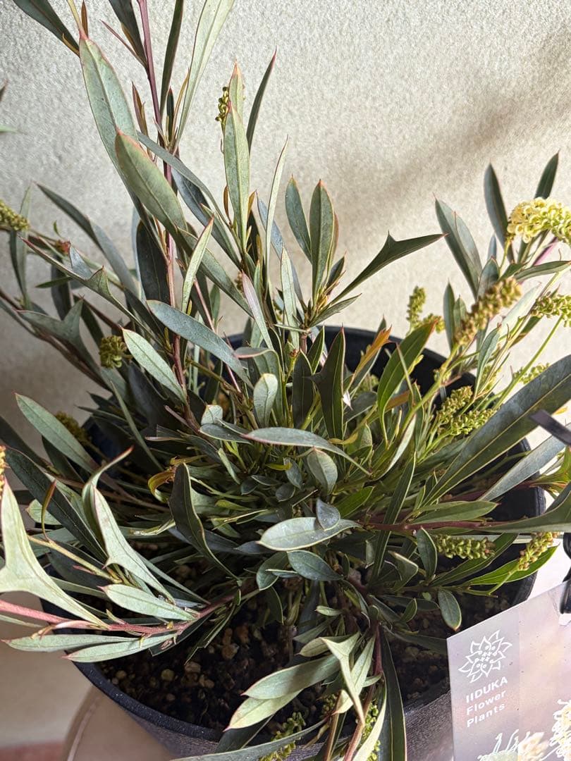 グレビレア大苗【シナフィー　シナフェア】オージープランツ　ネイティブプランツ