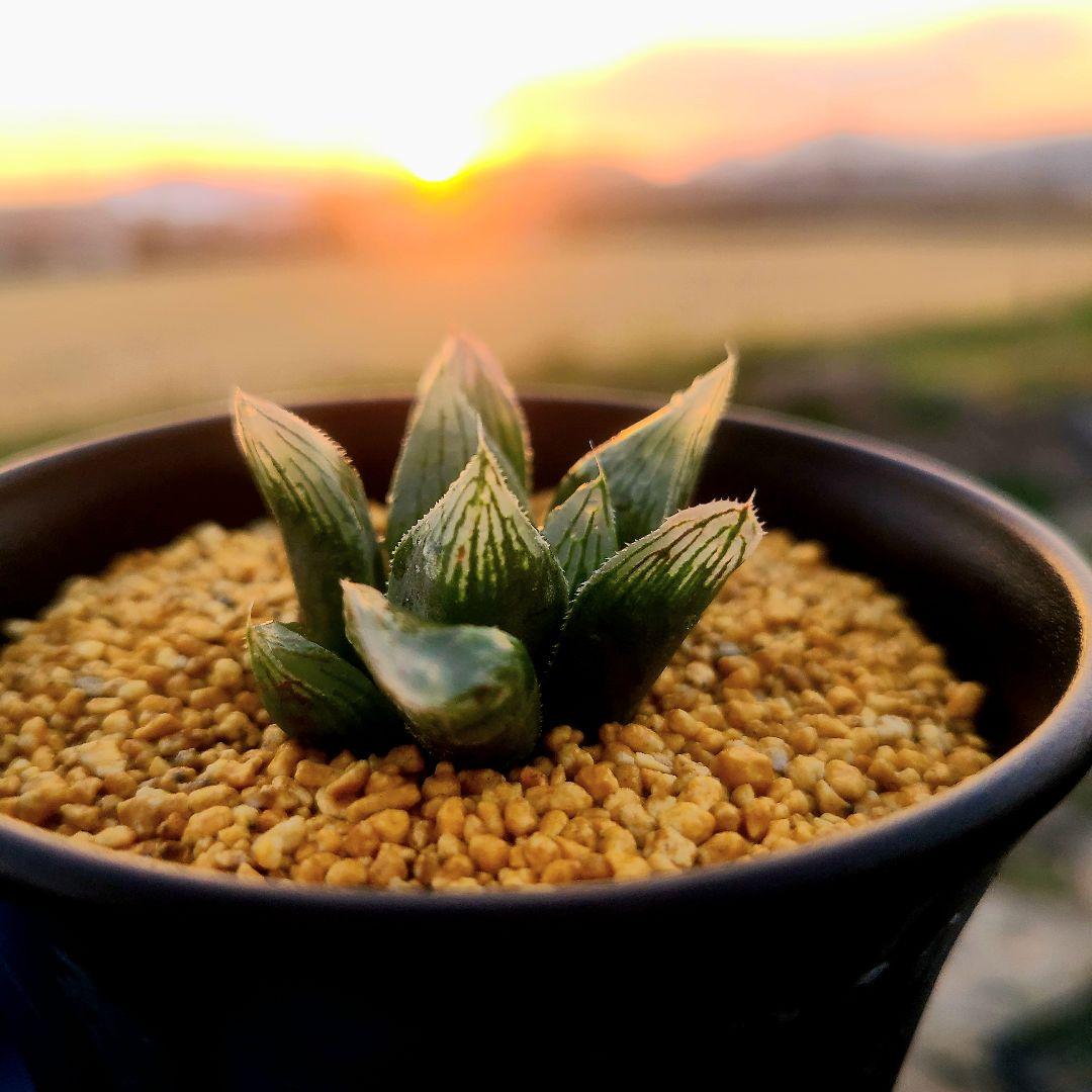 ハ*ト様 初売りセール　ナイルの一滴 実生 透明選抜 S1-02 多肉植物 ハオ