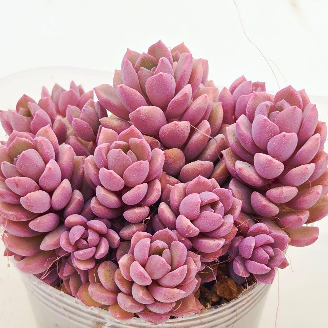 同梱M様チェリーボンボン❣️リンダリンダ❣️小蝶❣️メイプル❣️メルカリ便込