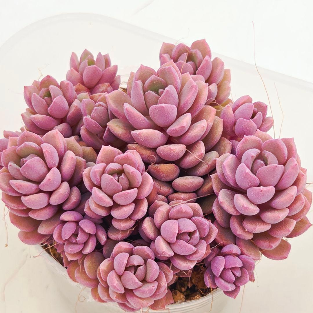 同梱M様チェリーボンボン❣️リンダリンダ❣️小蝶❣️メイプル❣️メルカリ便込