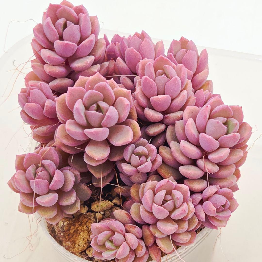 同梱M様チェリーボンボン❣️リンダリンダ❣️小蝶❣️メイプル❣️メルカリ便込