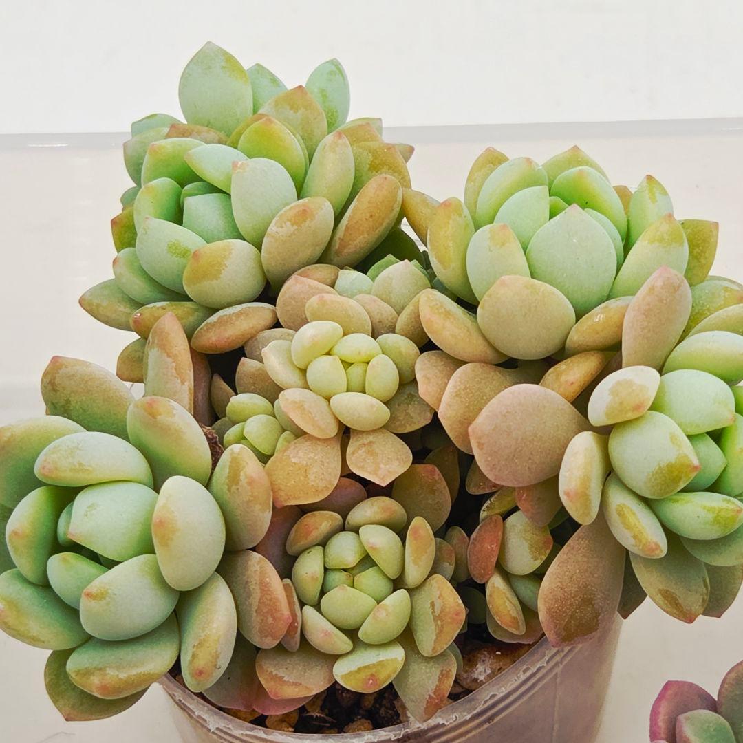 同梱M様チェリーボンボン❣️リンダリンダ❣️小蝶❣️メイプル❣️メルカリ便込