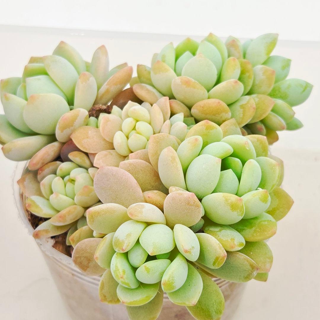 同梱M様チェリーボンボン❣️リンダリンダ❣️小蝶❣️メイプル❣️メルカリ便込