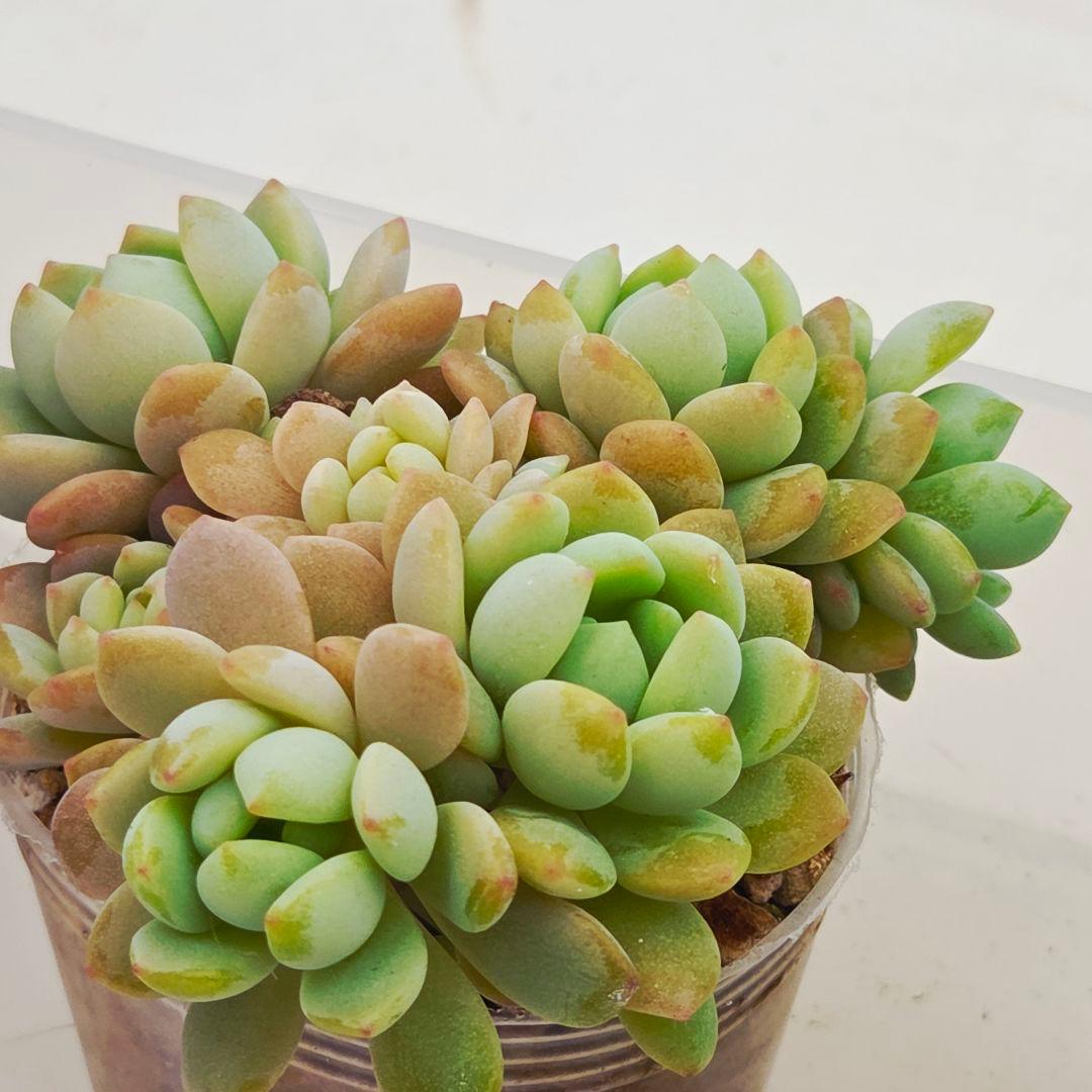 同梱M様チェリーボンボン❣️リンダリンダ❣️小蝶❣️メイプル❣️メルカリ便込